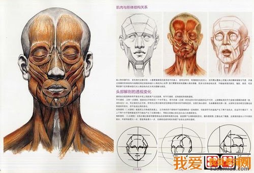 頭部肌肉造型