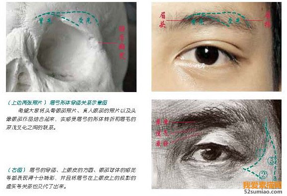 眼睛骨骼結(jié)構(gòu)