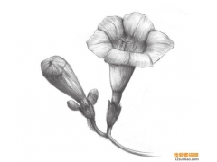 素描植物入門：素描凌霄花的繪畫教程